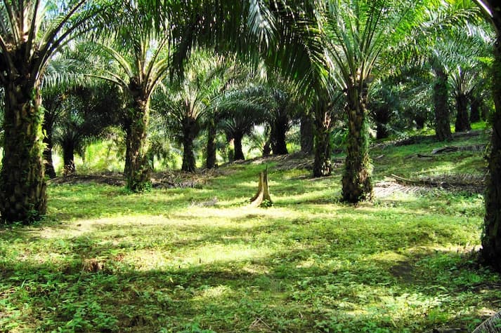 cara merawat kebun sawit